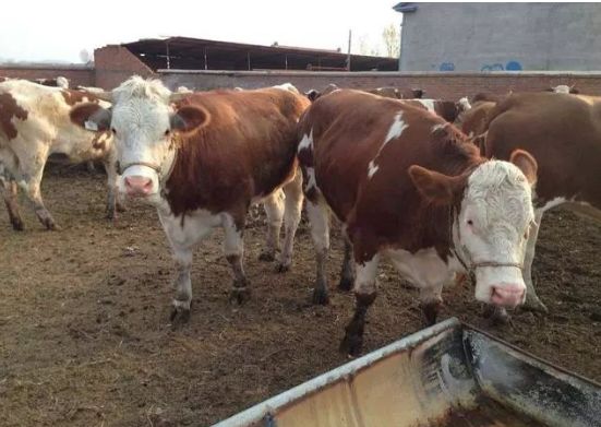 怎样买牛才能买到好牛,如何买牛不入坑