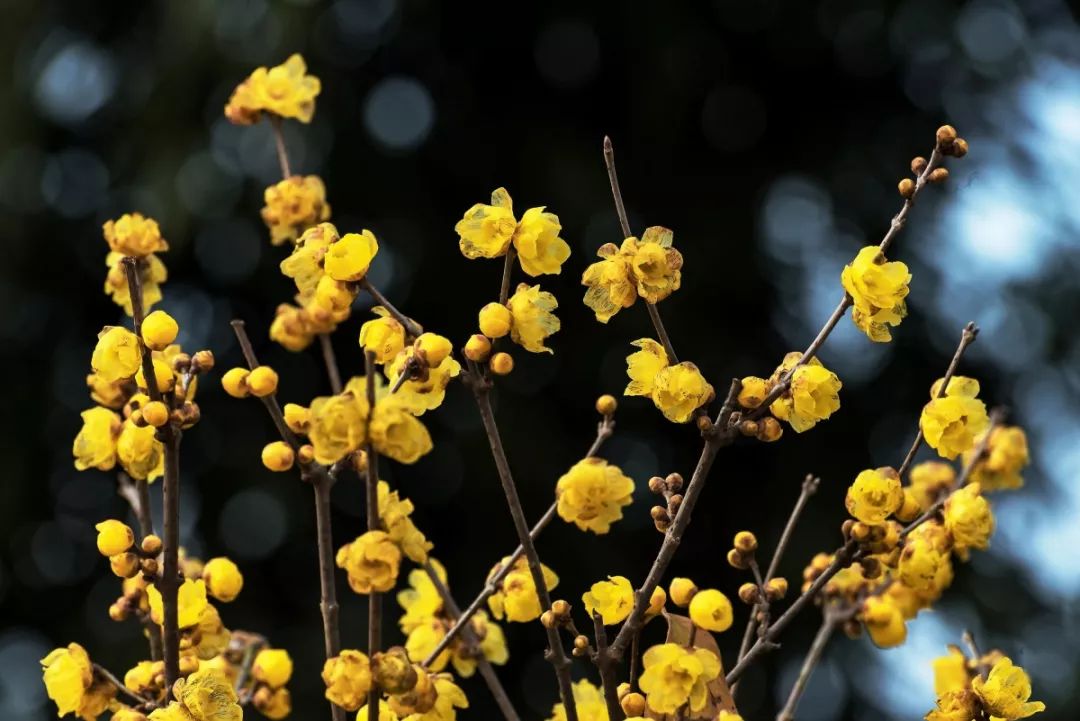 腊梅花的香味沁人心脾,腊梅花开香味扑鼻