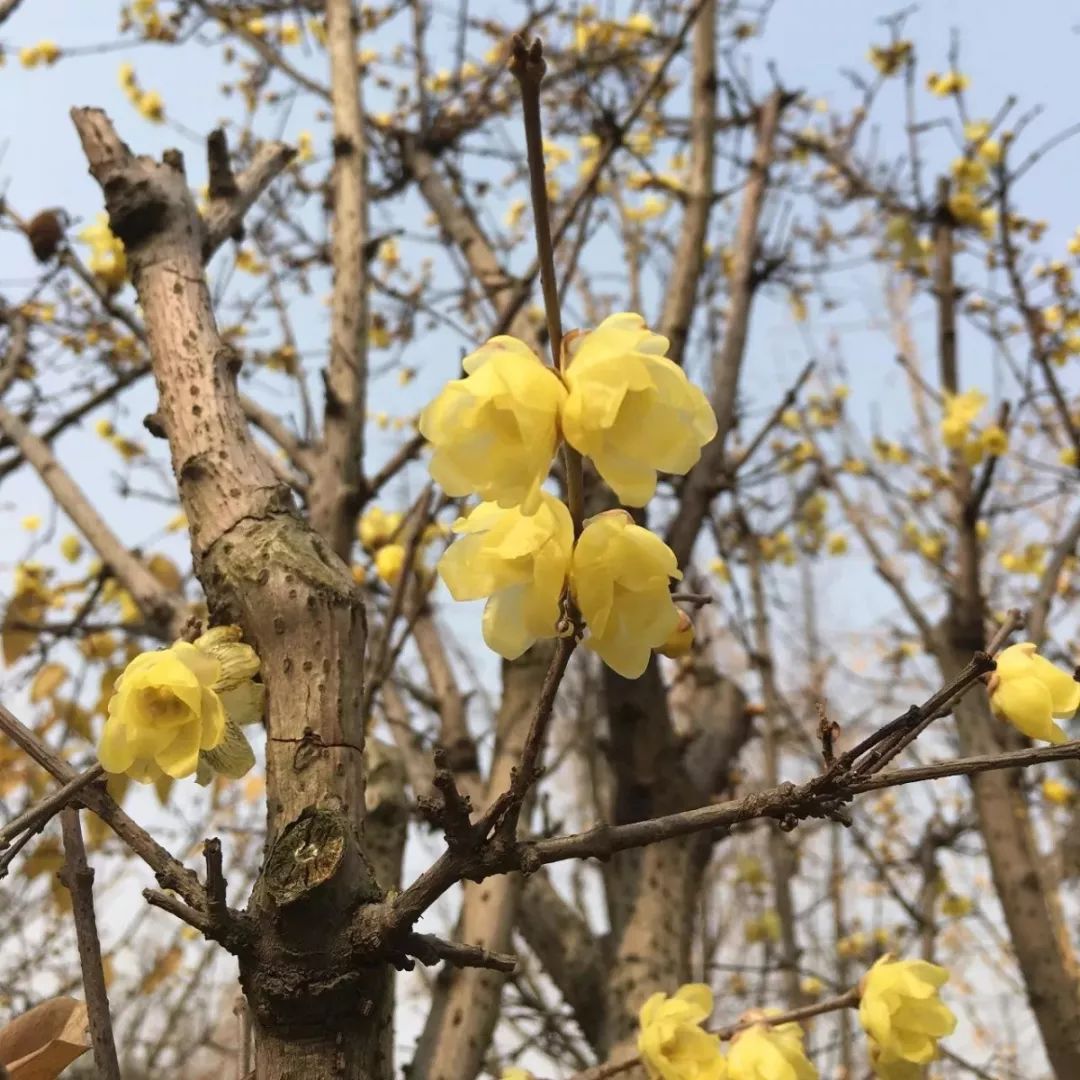 腊梅花的香味沁人心脾,腊梅花开香味扑鼻