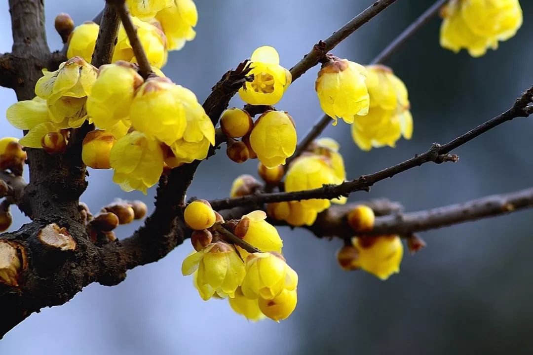 腊梅花的香味沁人心脾,腊梅花开香味扑鼻
