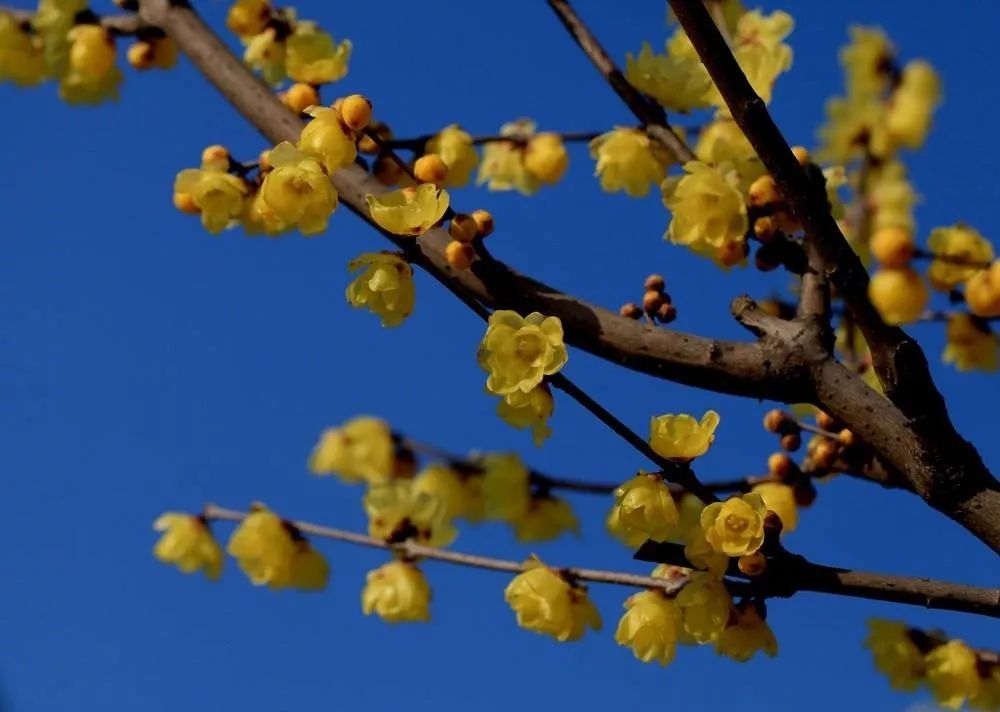 腊梅花的香味沁人心脾,腊梅花开香味扑鼻