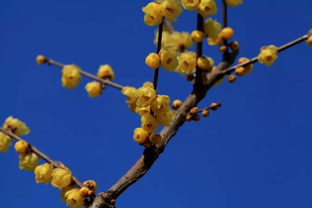 腊梅花的香味沁人心脾,腊梅花开香味扑鼻