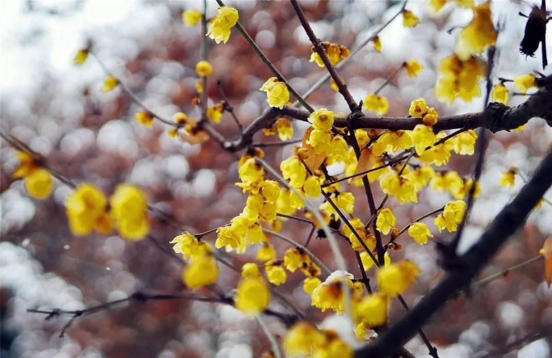 腊梅花的香味沁人心脾,腊梅花开香味扑鼻