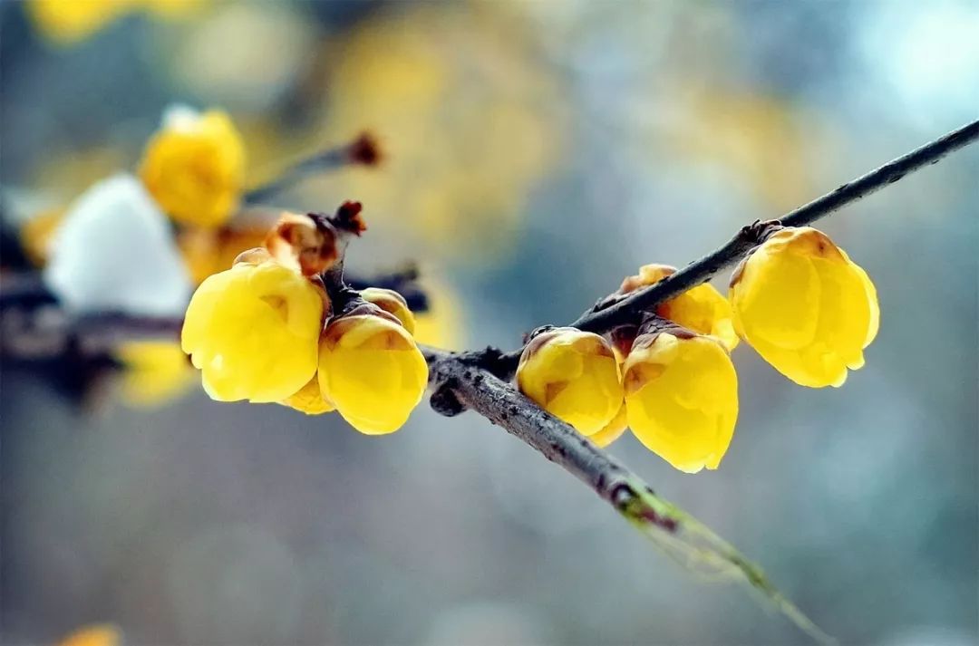 腊梅花的香味沁人心脾,腊梅花开香味扑鼻