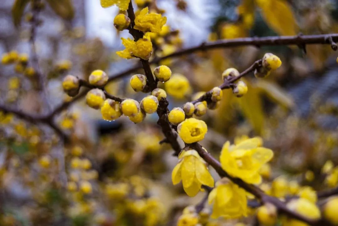 腊梅花的香味沁人心脾,腊梅花开香味扑鼻
