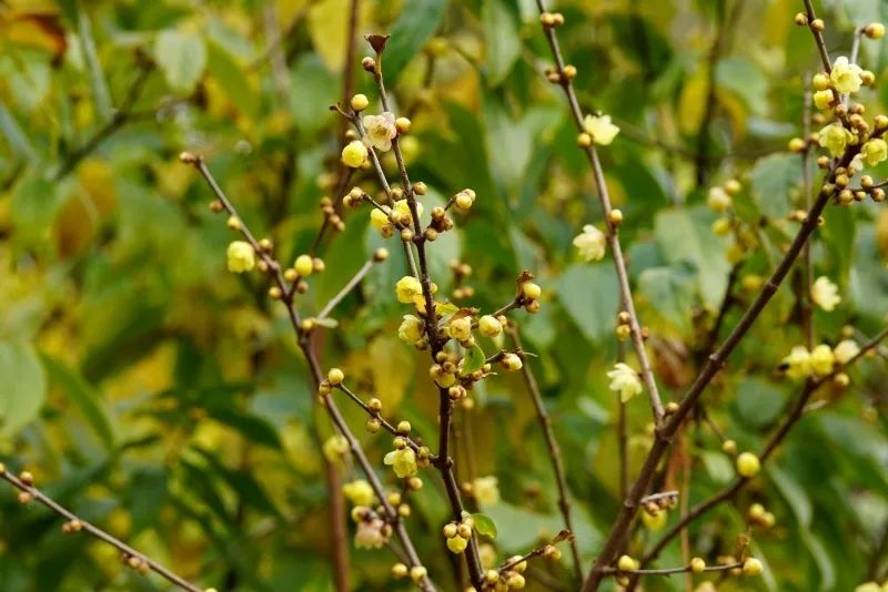腊梅花的香味沁人心脾,腊梅花开香味扑鼻