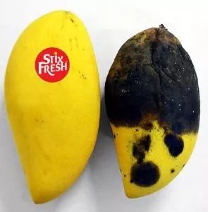 「行业资讯」神奇!马来西亚研发保鲜贴纸,轻松一贴水果两周不腐坏