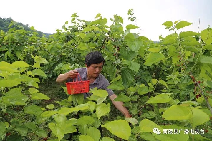 南陵民间故事,南陵历史故事