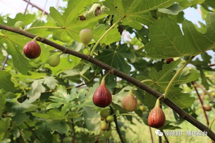 南陵民间故事,南陵历史故事