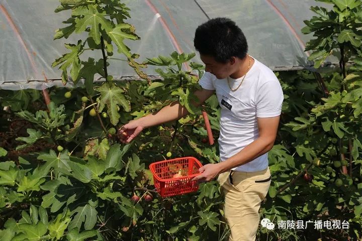 南陵民间故事,南陵历史故事