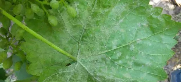 矿物油不是“神油”！用好了药效翻倍，用不好会毁了一年收入