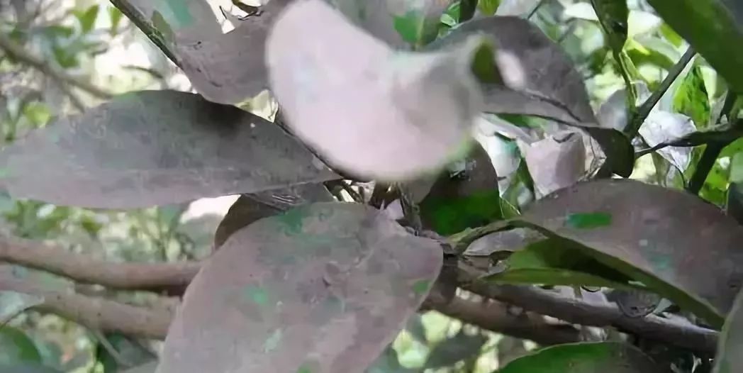 矿物油不是“神油”！用好了药效翻倍，用不好会毁了一年收入