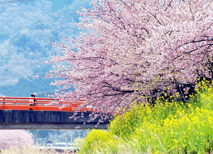 日本夏威夷樱花海岛,在日本最晚看到樱花开放的岛屿