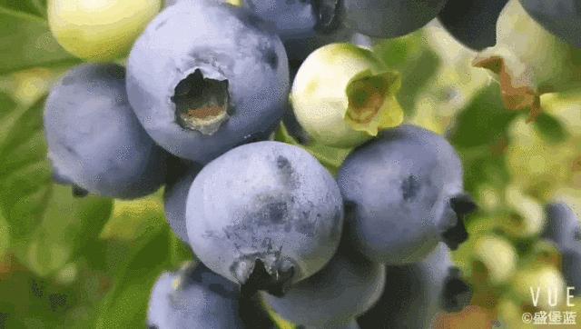 蓝莓精酿品鉴,蓝莓微醺水果啤酒