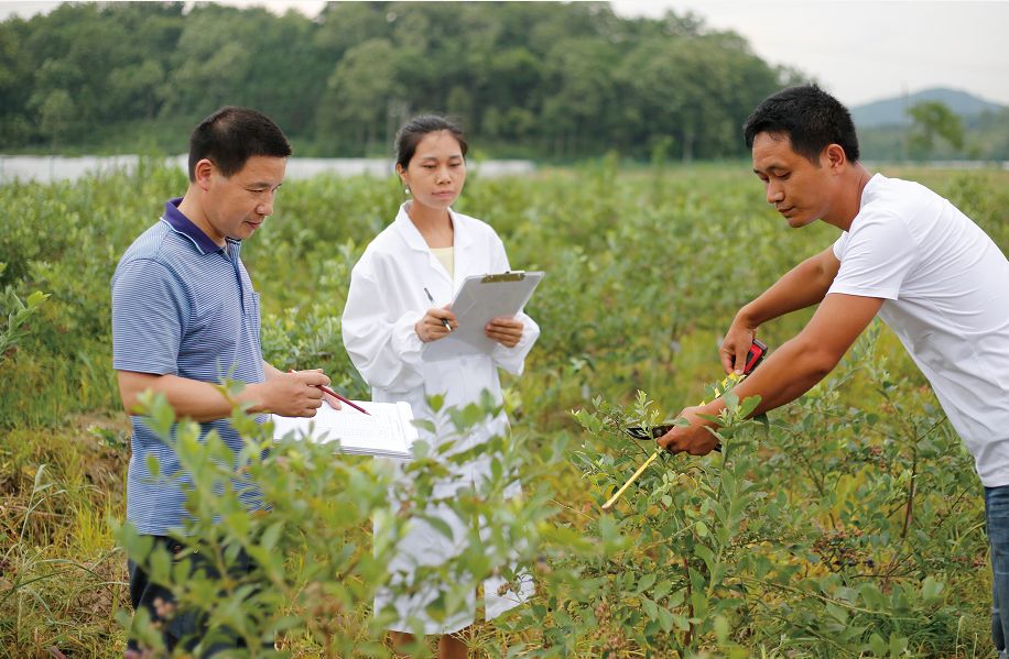 蓝莓精酿品鉴,蓝莓微醺水果啤酒