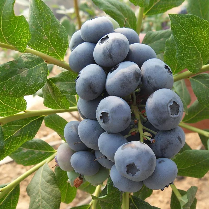 蓝莓精酿品鉴,蓝莓微醺水果啤酒