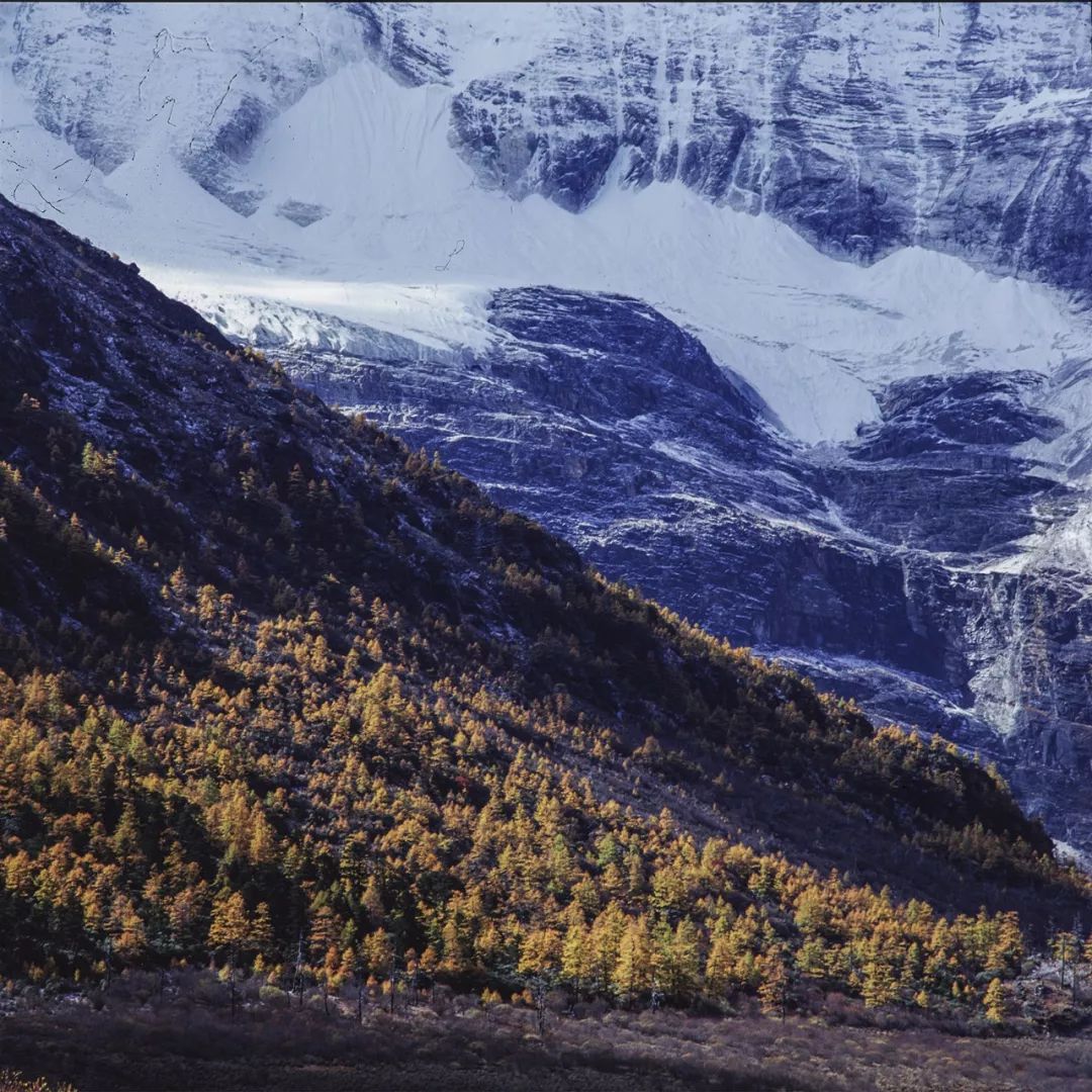 稻城最高的地方,最高级栖息地