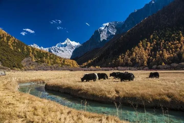 稻城最高的地方,最高级栖息地