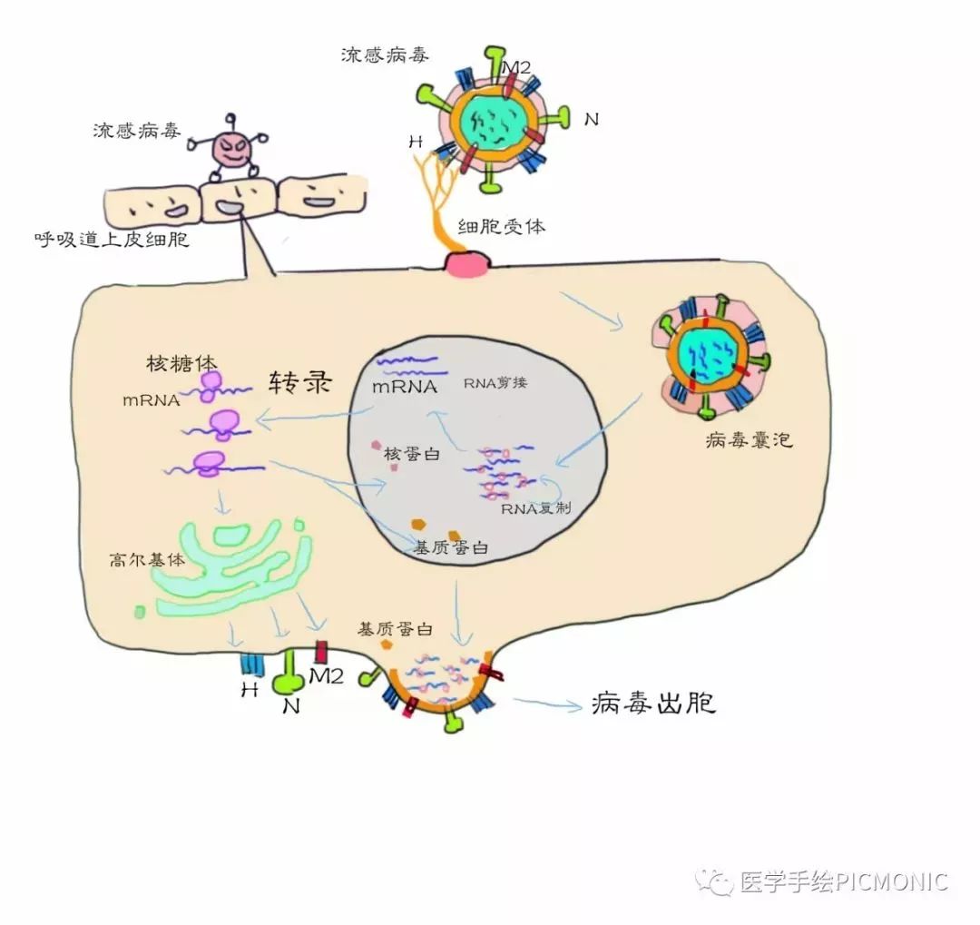 流感科普视频漫画,有关流感的漫画