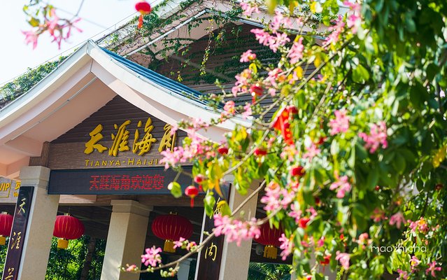 逃离阴冷的成都,到三亚享受这个冬天!