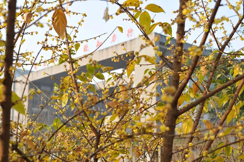 腊梅花的香味沁人心脾,腊梅花开香味扑鼻