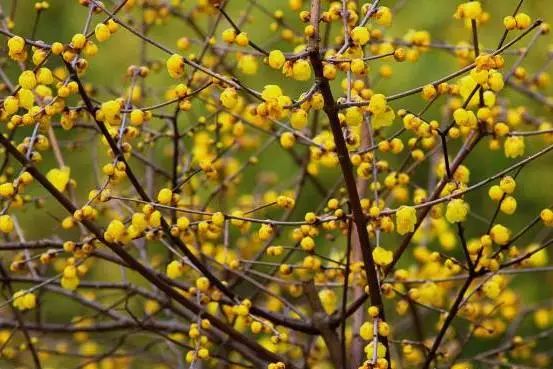 腊梅花的香味沁人心脾,腊梅花开香味扑鼻