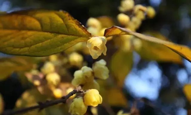 腊梅花的香味沁人心脾,腊梅花开香味扑鼻