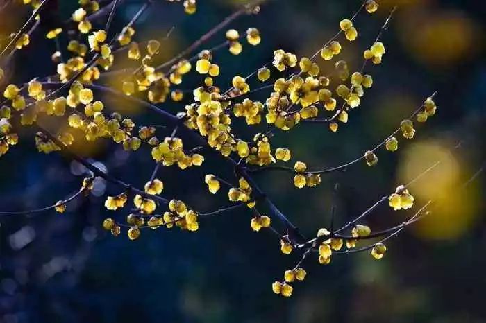 腊梅花的香味沁人心脾,腊梅花开香味扑鼻