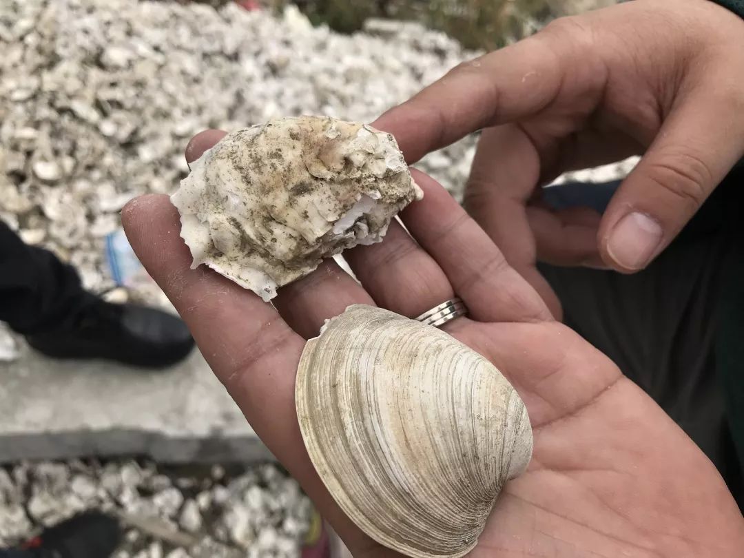 牡蛎碳酸钙颗粒的危害,牡蛎碳酸钙片副作用