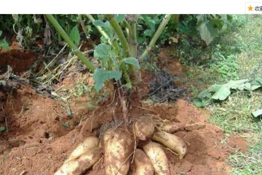 雪莲果的种植方法和红薯一样吗,雪莲果的种植方法和注意事项