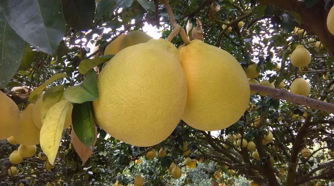 壮族人民币,广西人民币背面风景门票