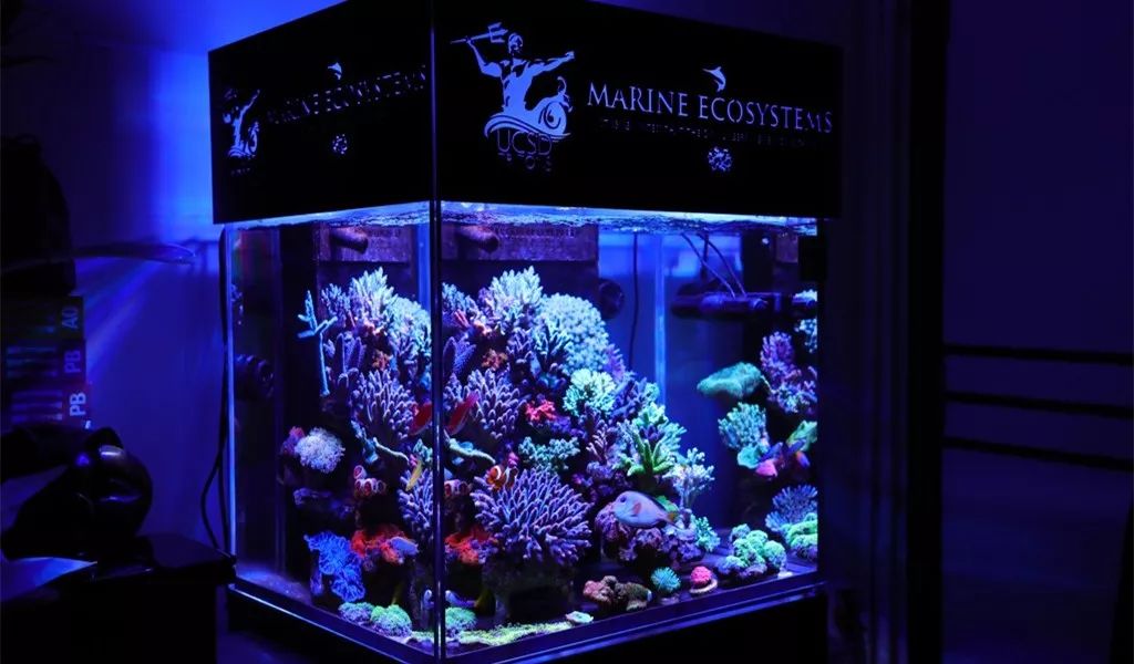 美爆了:高密度SPS经验分享