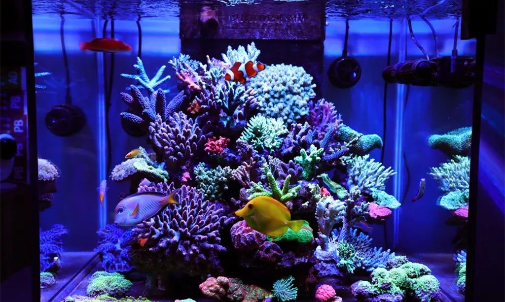 美爆了:高密度SPS经验分享