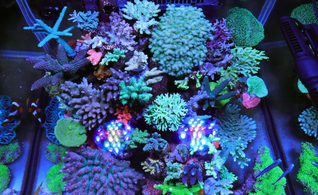 美爆了:高密度SPS经验分享