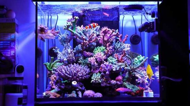 美爆了:高密度SPS经验分享