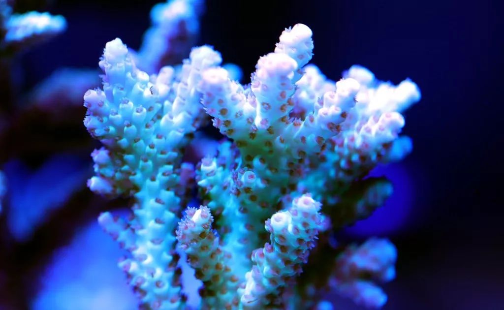 美爆了：高密度SPS经验分享