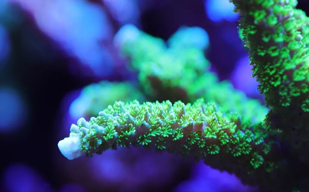 美爆了：高密度SPS经验分享