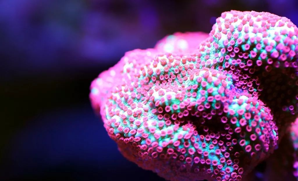 美爆了：高密度SPS经验分享