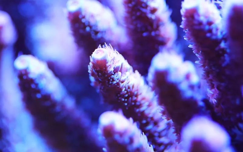 美爆了：高密度SPS经验分享