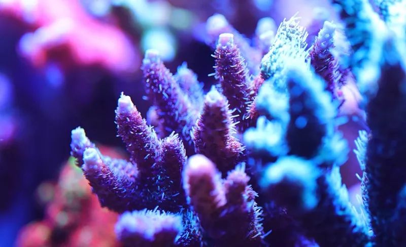 美爆了:高密度SPS经验分享