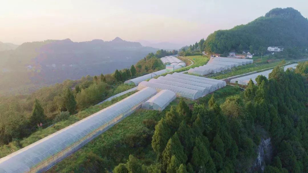 恩阳高考成绩喜报2023,恩阳高考成绩喜报