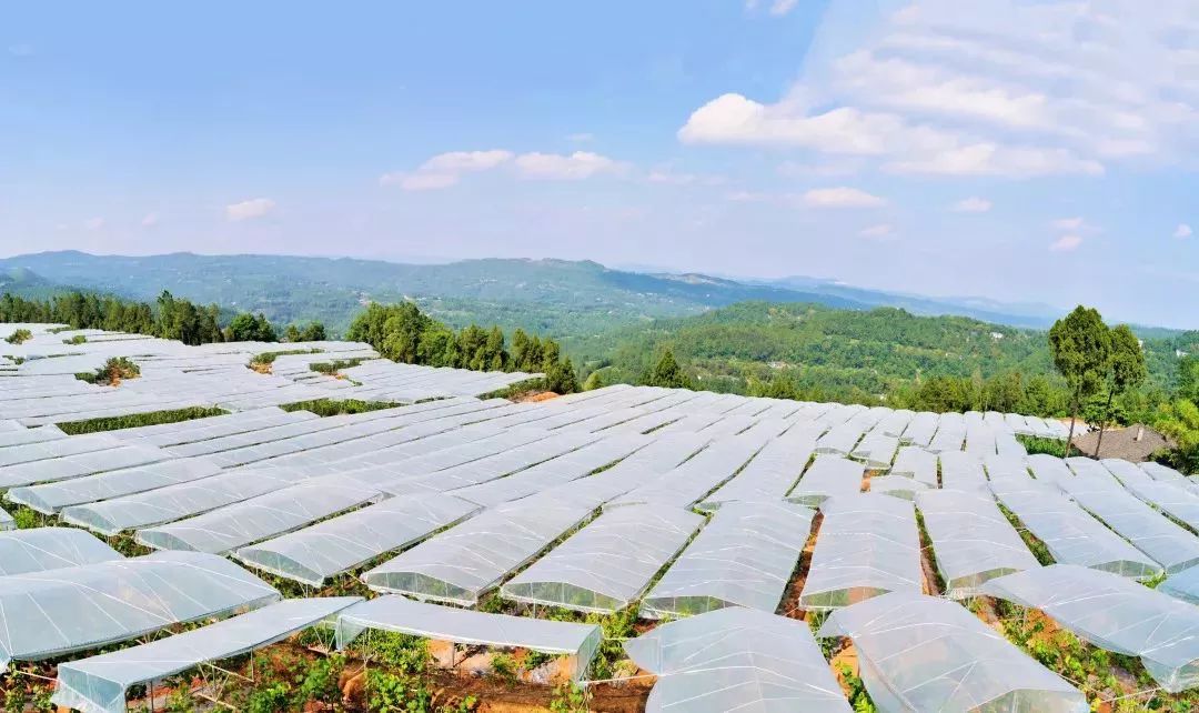 恩阳高考成绩喜报2023,恩阳高考成绩喜报