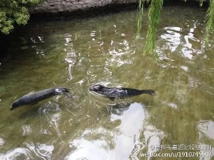 趵突泉池养海豹图片,趵突泉水池里竟然有海豹出没