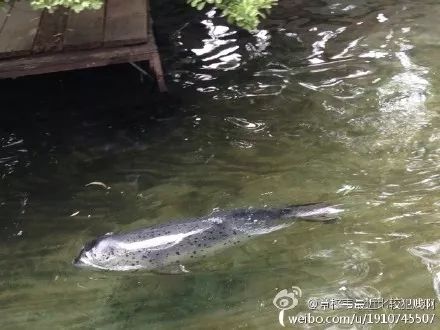 趵突泉池养海豹图片,趵突泉水池里竟然有海豹出没