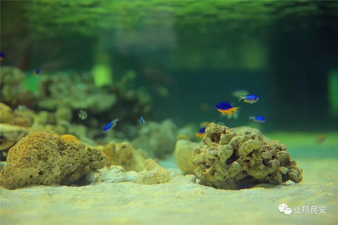 厦门翔安海洋馆门票价格,翔安澳头海洋馆