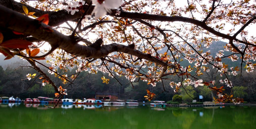 相山公园恢复,相山新公园