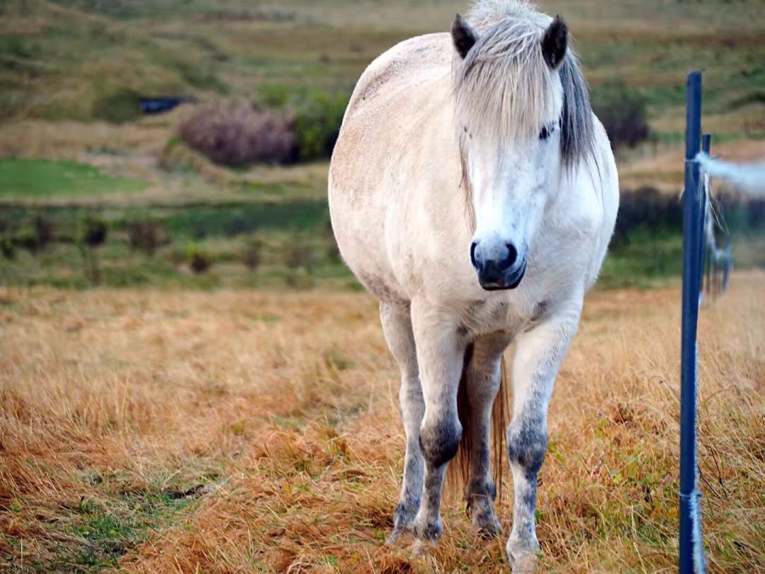 冰岛追逐极光之旅,冰岛追寻极光之旅