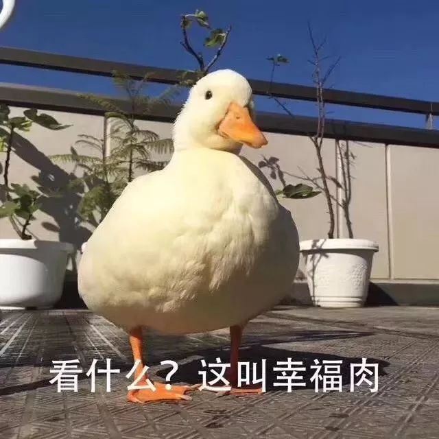 中国哪里的鸭子最多,中国哪个地方的鸭子最出名