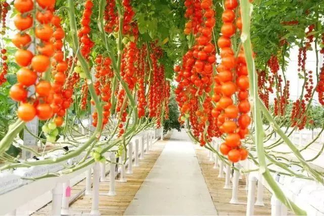 她暗示让我跟她表白,她很主动的跟我表白