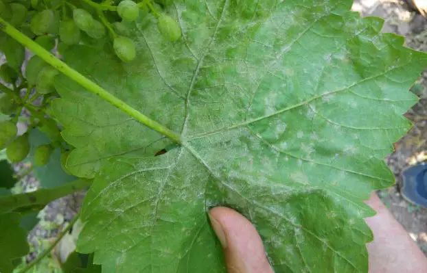 矿物油杀虫剂配方表,矿物油能和杀虫双水剂一起用么